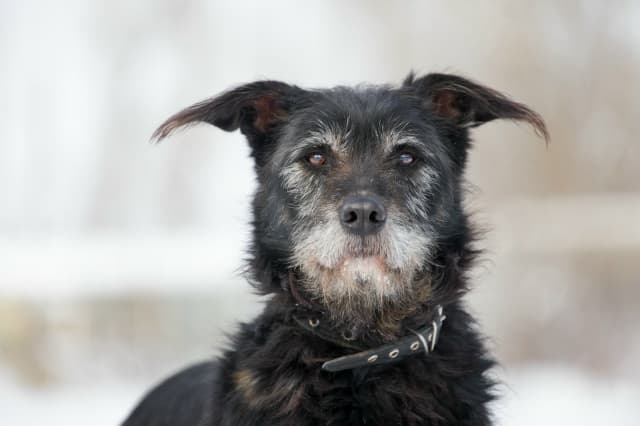 Боренька и друзья из приюта Добродог