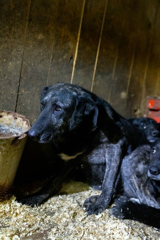 Марвел, собака из приюта Добродог