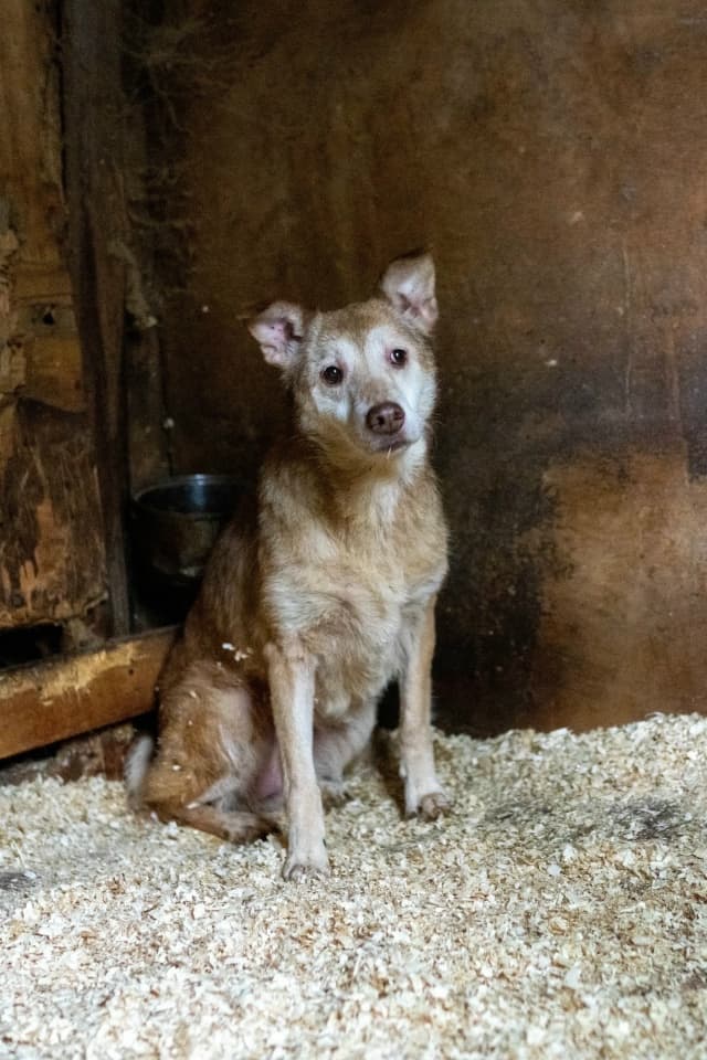 Карамель, собака из приюта Добродог