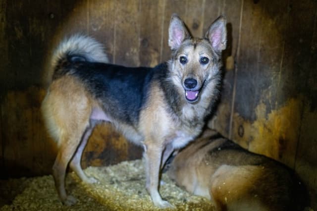 Ася, собака из приюта Добродог